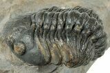 Curled Reedops Trilobite - Atchana, Morocco #312341-1